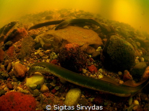 River lamprey spawning by Sigitas Sirvydas 